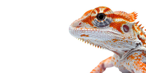Naklejka premium A lizard with a red and white face is looking at the camera