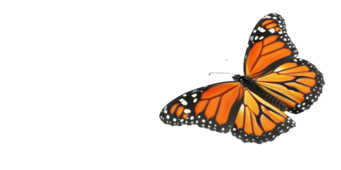 A butterfly with orange wings flies over a white background