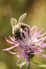 Bee on a flower of Centaurea scabiosa	