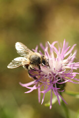 Bee on a flower of Centaurea scabiosa	