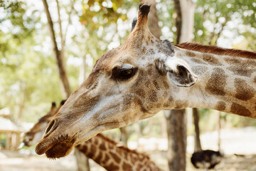 Giraffe in the zoo on a background of foliage and greenery