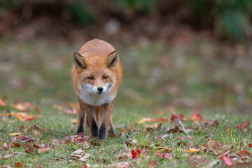 晩秋のキタキツネ