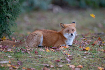晩秋のキタキツネ