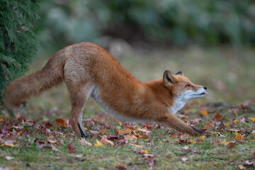 晩秋のキタキツネ