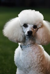 A portrait of a Poodle