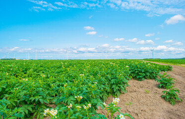 Vegetables growing in an agricultural field in scenic nature under a blue white cloudy sky in sunlight in summer, Almere, Flevoland, The Netherlands, July 24, 2024
