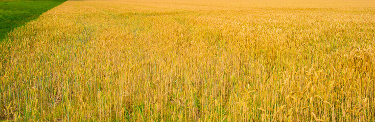Wheat in an agricultural field waving in the wind in bright sunlight in a blue white cloudy sky in summer, Almere, Flevoland, Netherlands, July 24, 2024