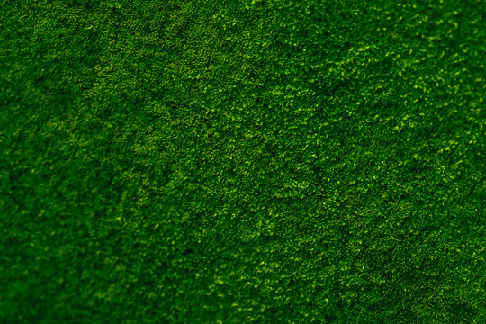 Green, nature, background.