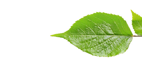 Fototapeta premium A leaf is shown on a white background
