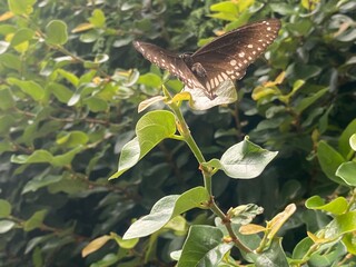flowers,plants,nature,red,green,yellow,animal,horse