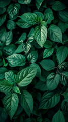 Fototapeta premium Deep green leaves create a natural and tranquil pattern