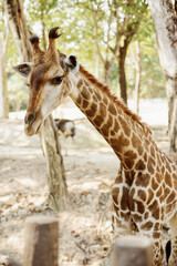 Giraffe in the zoo on a background of foliage and greenery