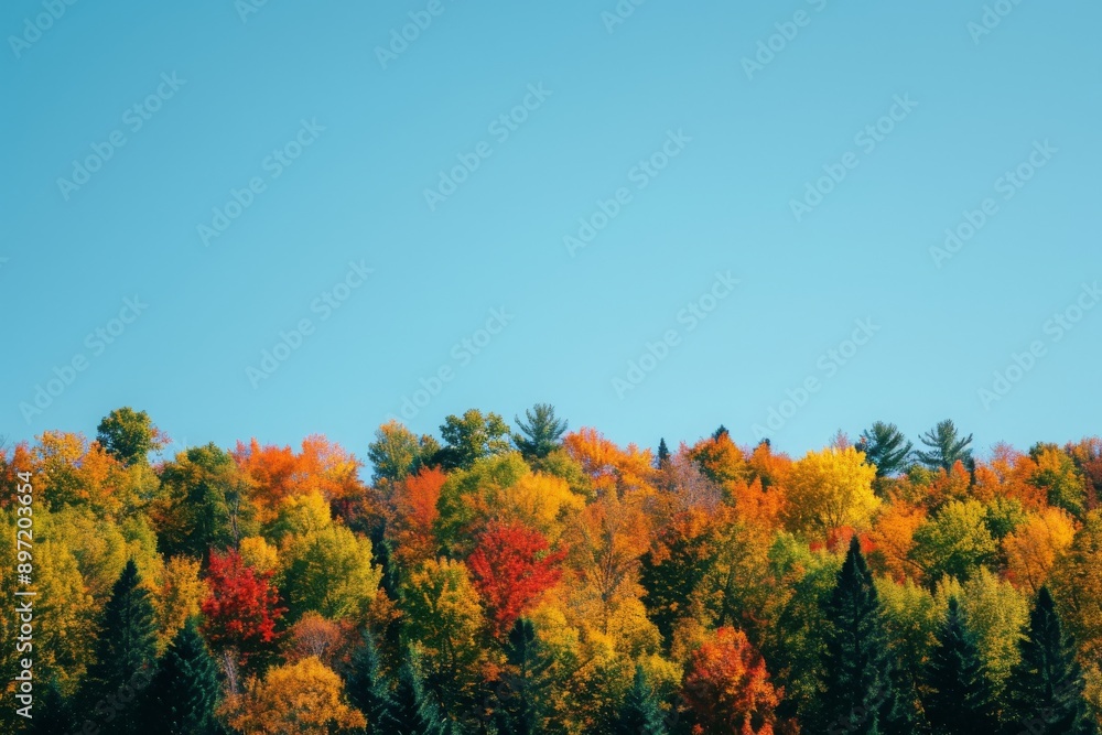 Poster a group of trees that are positioned closely to one another, creating a visually striking display of