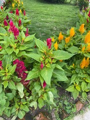 yellow,pink,red,flowers,plant