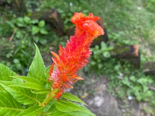 yellow,pink,red,flowers,plant