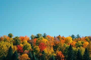 Fototapeta premium A group of trees that are positioned closely to one another, creating a visually striking display of nature, Fall foliage in minimalist style on a clear day, AI Generated