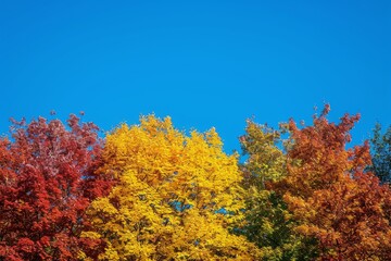 Fototapeta premium A photo capturing a cluster of trees closely positioned next to each other in a densely wooded forest, Fall foliage in minimalist style on a clear day, AI Generated