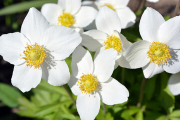Beautiful flowering background of spring flowers. Bright white large flowers of an outdoor plant growing on yellow sand.