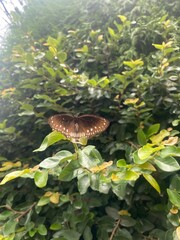 flowers,plants,nature,red,green,yellow,animal,horse