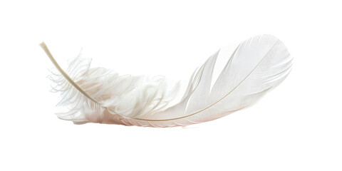 A feather is shown in a white background