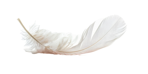 A feather is shown in a white background