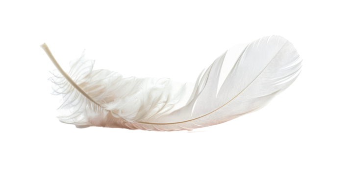 A feather is shown in a white background