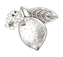 Lemon hand drawn vector branch