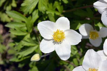 Beautiful flowering background of spring flowers. Bright white large flowers of an outdoor plant growing on yellow sand.