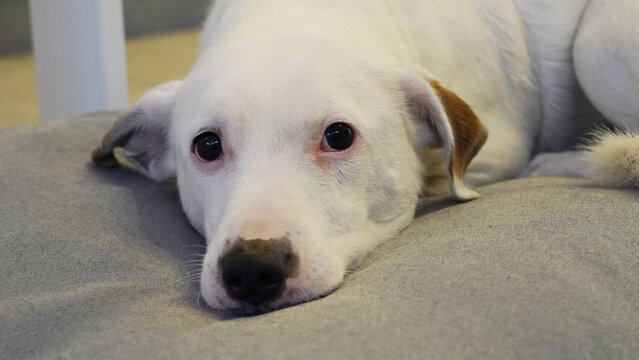 perro blanco jack russell descansando en su cucha