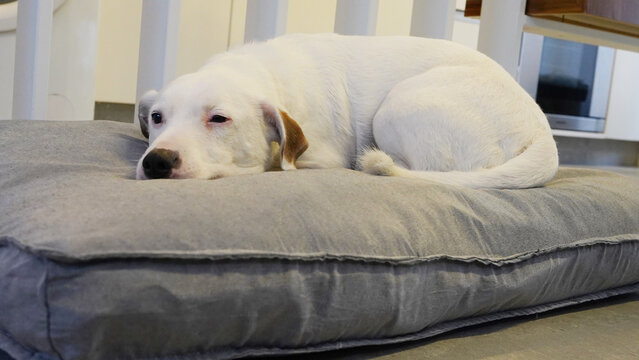 perro blanco jack russell descansando en su cucha