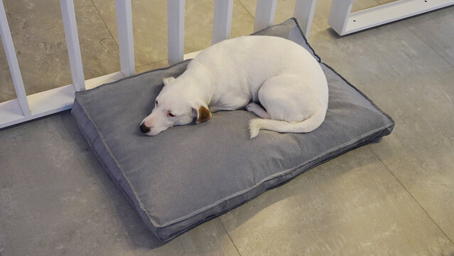 perro blanco jack russell descansando en su cucha
