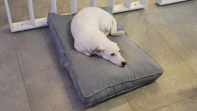 perro blanco jack russell descansando en su cucha