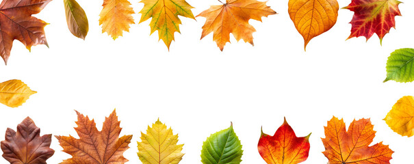 Fototapeta premium Border frame of fallen yellow and orange leaves isolated on a transparent background top view. Minimal autumn season concept. Flat layout. Set of autumn leaves cut PNG, nature. Bright autumn leaves