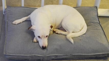 perro blanco jack russell descansando en su cucha
