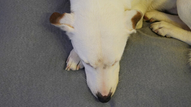 perro blanco jack russell descansando en su cucha