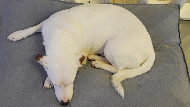 perro blanco jack russell descansando en su cucha