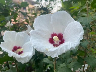 flowers,plant,color,red,green,yellow