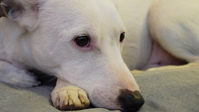 perro blanco jack russell descansando en su cucha