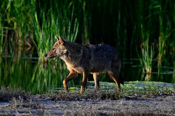 Goldschakal // European jackal (Canis aureus moreoticus) 