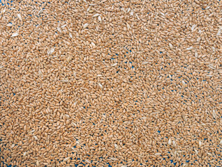Wheat grains close-up. Natural background. Natural product and agriculture concept. Texture of seeds, top view.