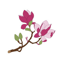 Magnolia liliiflora Desr. Traditional Chinese medicine Magnolia liliiflora Desr line drawing and coloring illustration.