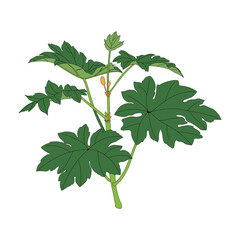 Tetrapanax papyrifer. Traditional Chinese medicine Tetrapanax papyrifer line drawing and coloring illustration.