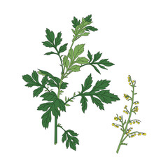 Artemisia argyi. Herb Artemisia argyi line drawing coloring illustration.