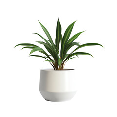 a plant in a pot