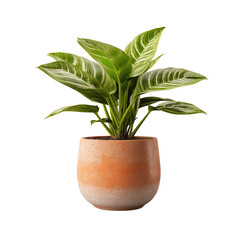 a plant in a pot