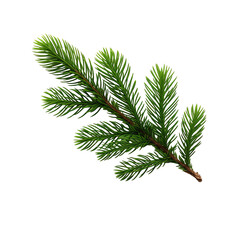 a green branch with long needles