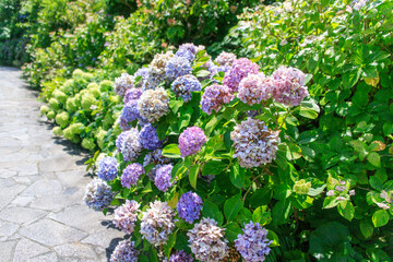 Obraz premium Colorful Hydrangea Blooms Bordering a Stone Pathway in a Lush Garden, Shimoda, Japan