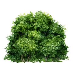 Obraz premium tree bush watercolor isolated on transparent background cutout