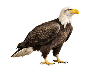 Obraz premium a bald eagle with a white head