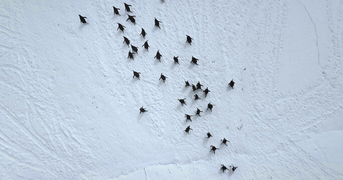 Black and white penguins run snow covered field aerial view. Explore wildlife in Antarctica. Beauty of wild animals and untouched nature on South Pole. Top drone flight above Antarctic birds migration